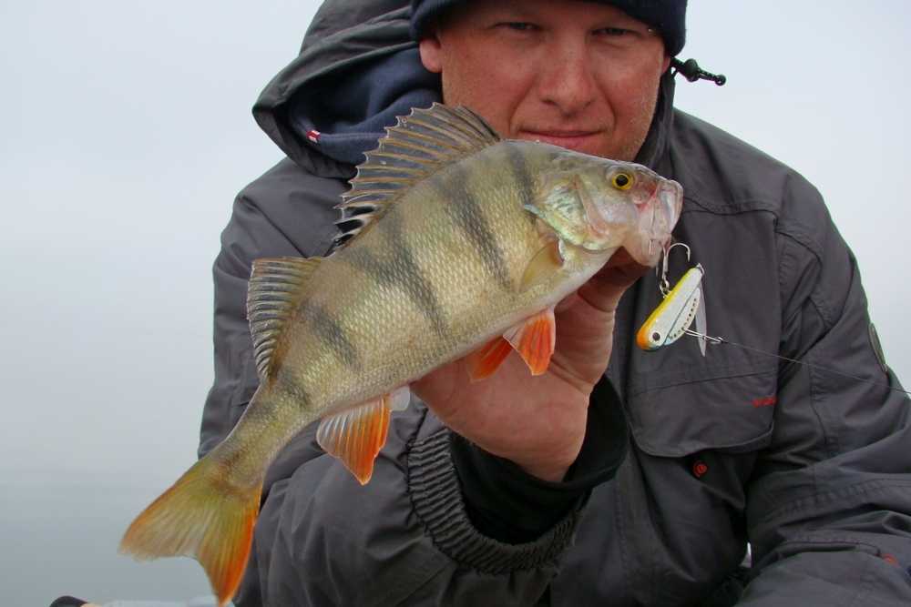 wirujący ogonek okoń